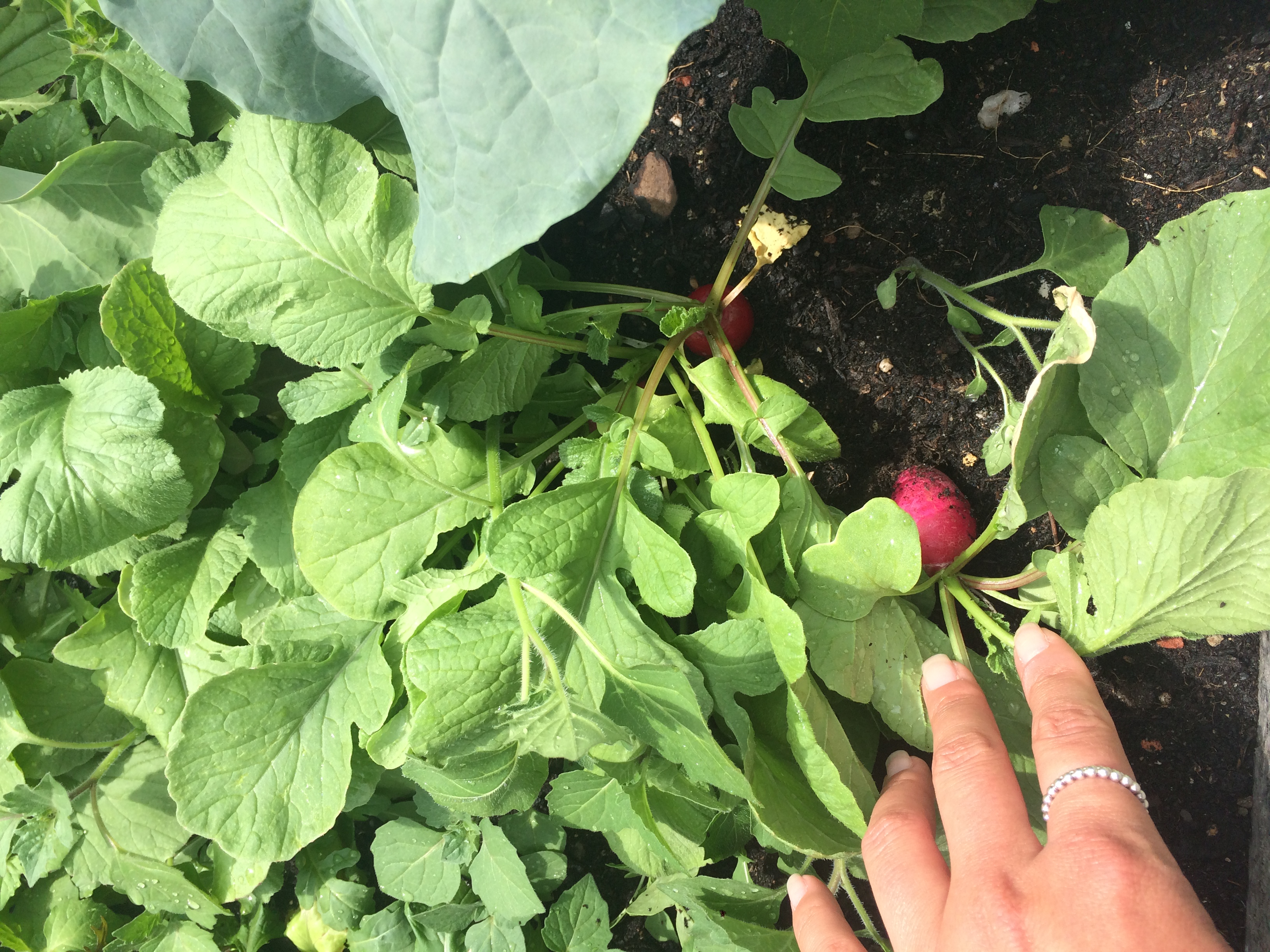 Urban Gardening Stuttgart Züblin Ebene 0