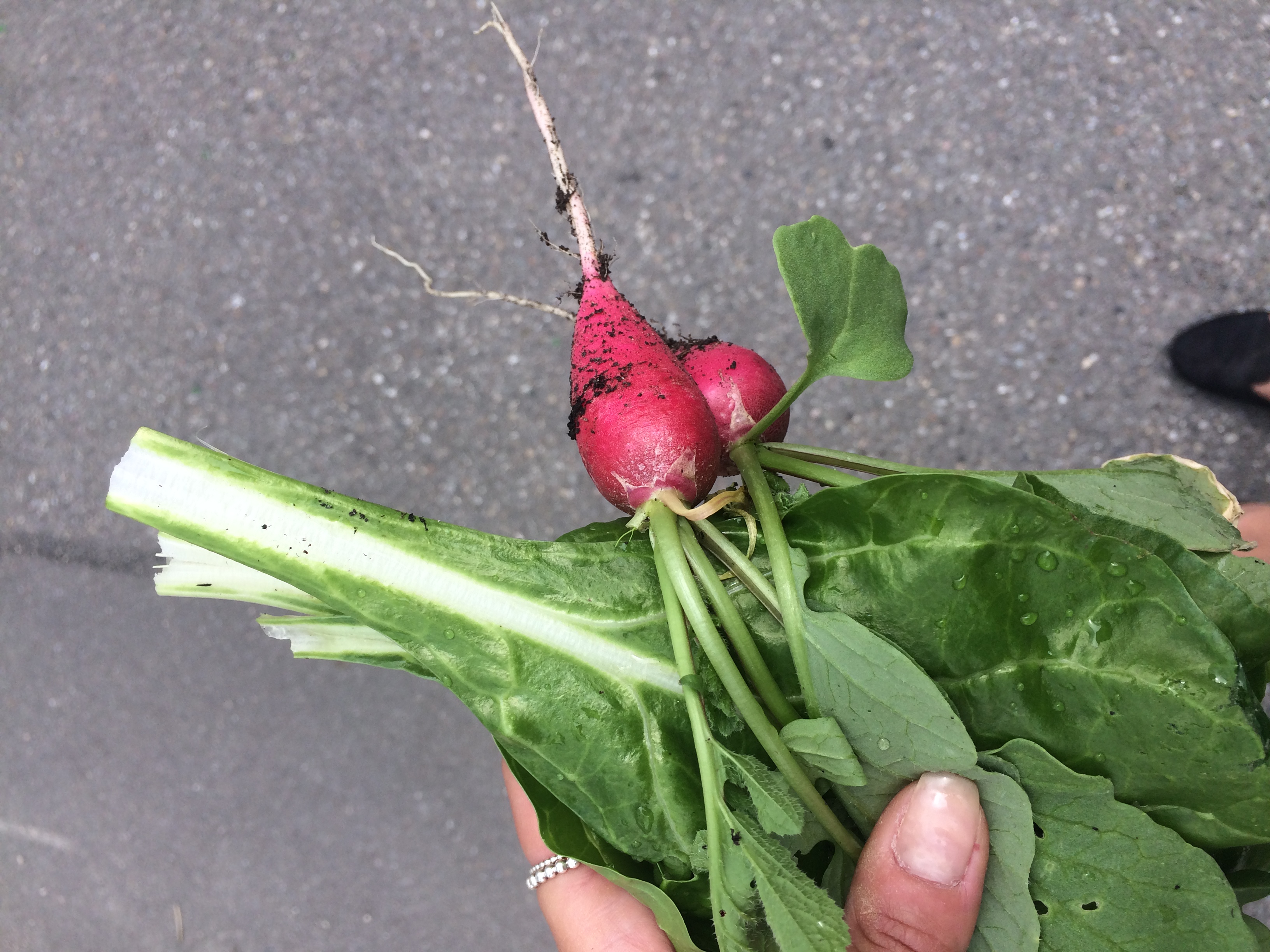 Urban Gardening Stuttgart Züblin Ebene 0