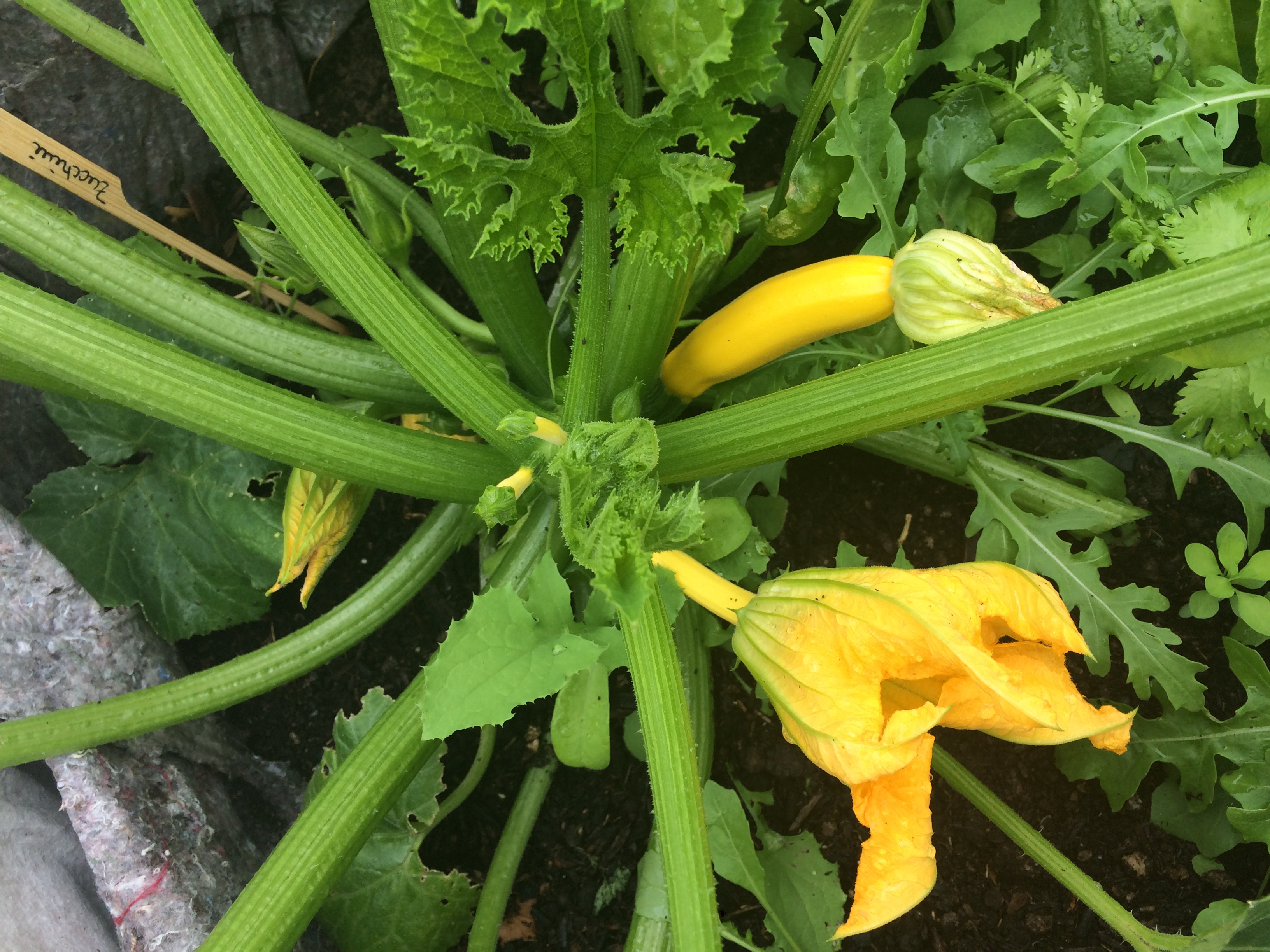 Urban Gardening Stuttgart Züblin Ebene 0